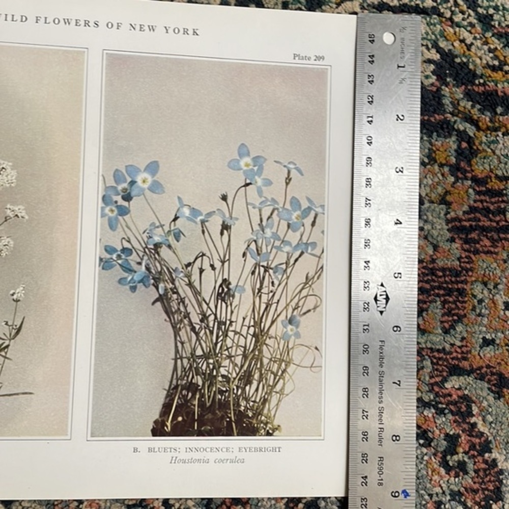 🌹 FREE w/purchase Antique Botanical Plant Print Original over 100 years old